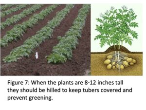 field with rows of potatoes and a diagram of the plant and potatoes under soil