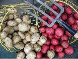baskets of white and red potatoes