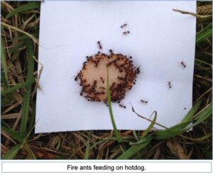 fire ants feeding on hot dog