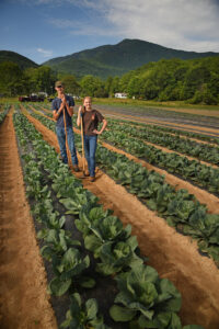Cover photo for Fall Collards - Its Time!