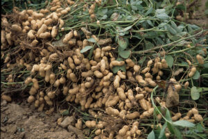 A pile of peanuts with shell and leaves just after they have been picked from the ground.