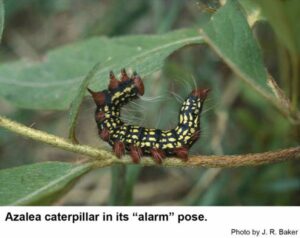 The azalea caterpillar displaying its "alarm" pose, curling its body upwards