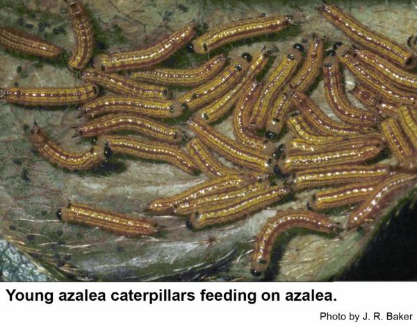 Young azalea caterpillars feeding on an azalea plant