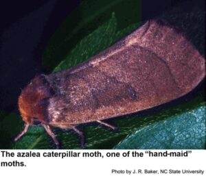 The azalea caterpillar moth sitting on a leaf