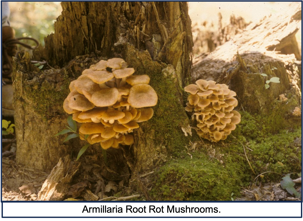 yellowish brown Armillaria mushrooms growing on a dead tree stump
