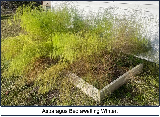 A garden bed with asparagus plants growing in it. The plants are bushy and tall.