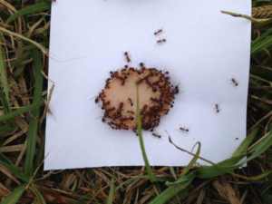 fire ants eating a hotdog on top of a white piece of paper