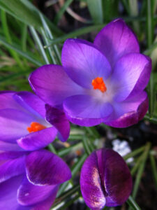 Purple crocus flowers in bloom