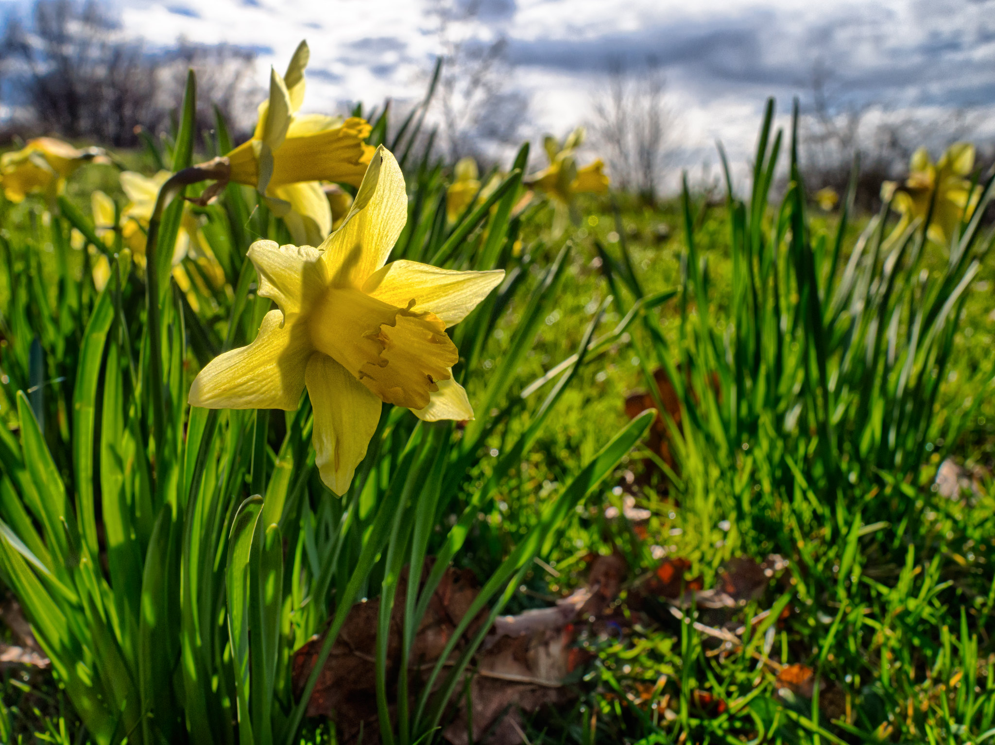 Yellow daffodil in a field