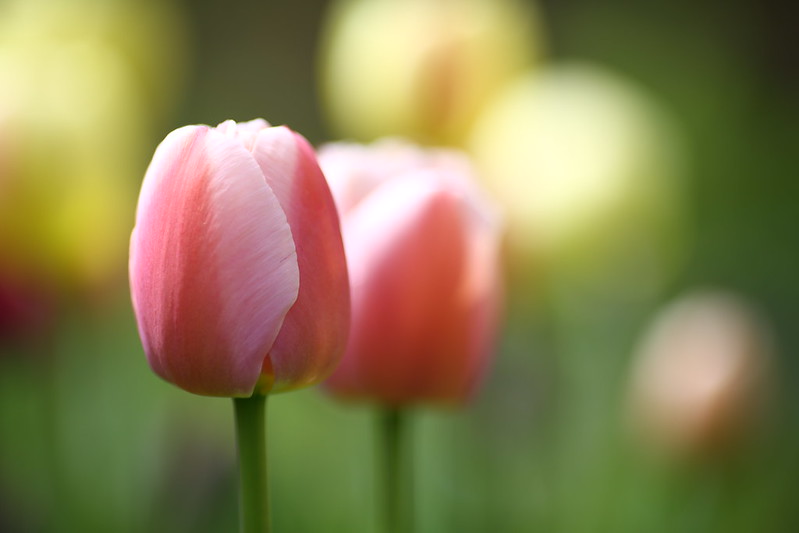 Image of pink tulip before it is in full bloom