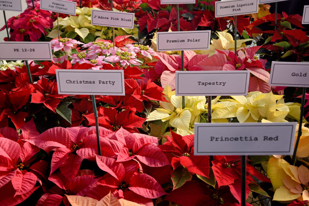 Rows of poinsettia plants with tags indicating the different varieties and their names