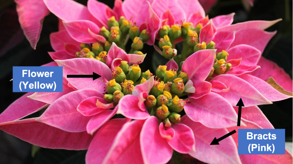 Pink poinsettia indicating the part of the plant that is the flower and the bracts