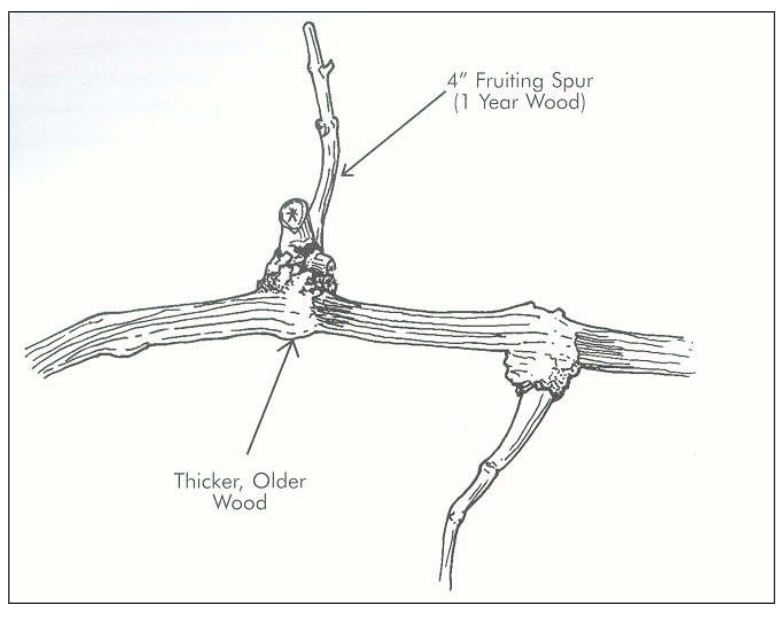 A diagram showing the parts of a grape vine - older wood and 1 year wood