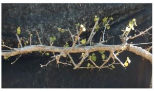 Image of a grape vine after it has been pruned