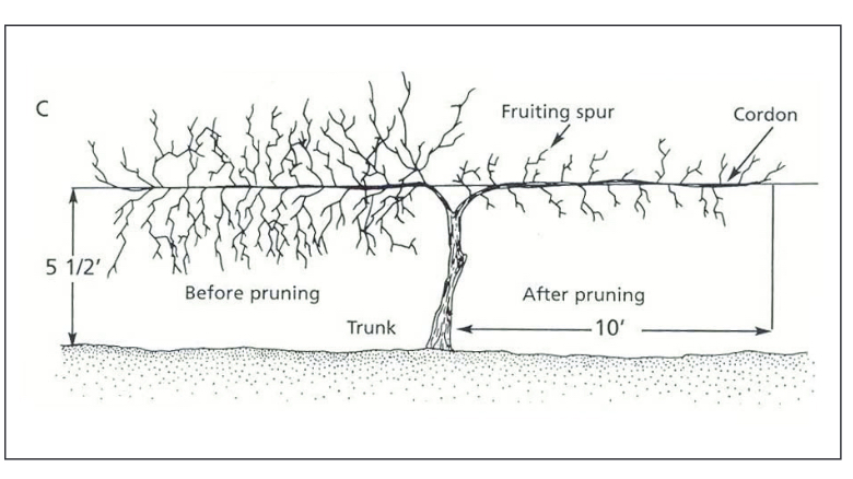 A diagram showing the different parts of a grape vine before and after it has been pruned.