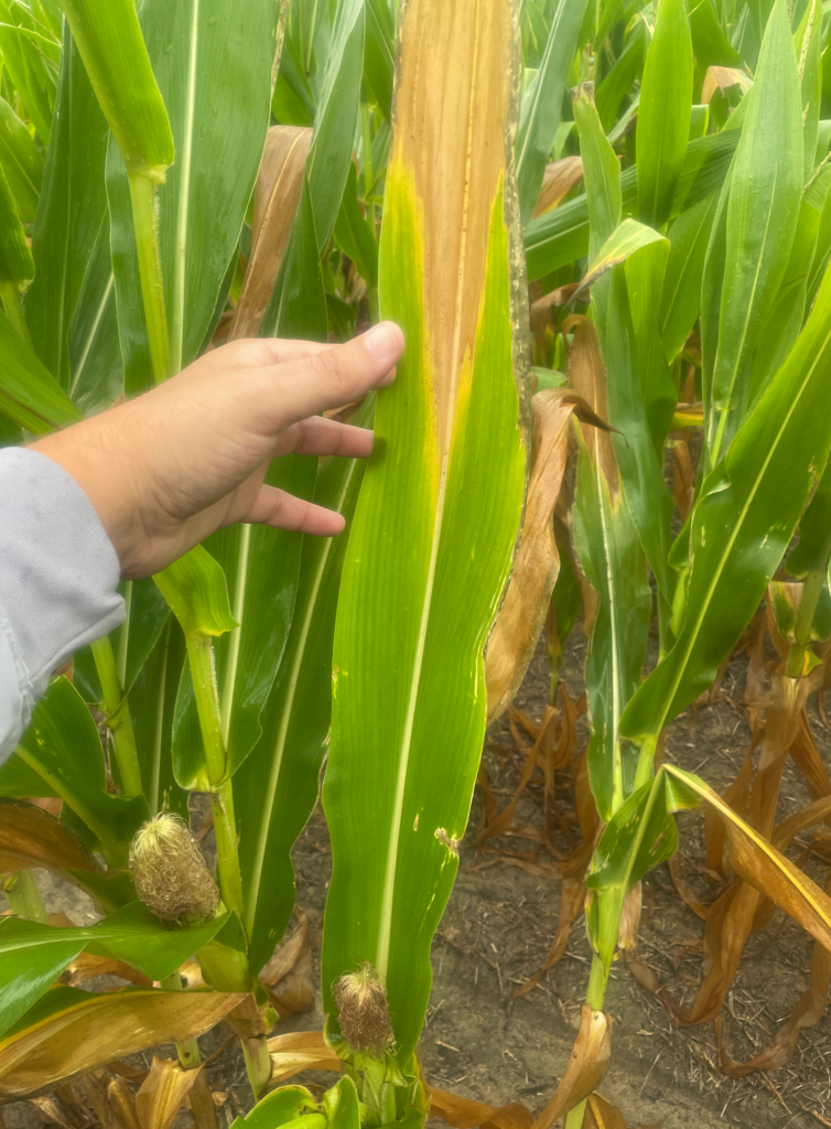 Corn Ear leaf showing signs of stress. The corn ear at this leaf will not develop.