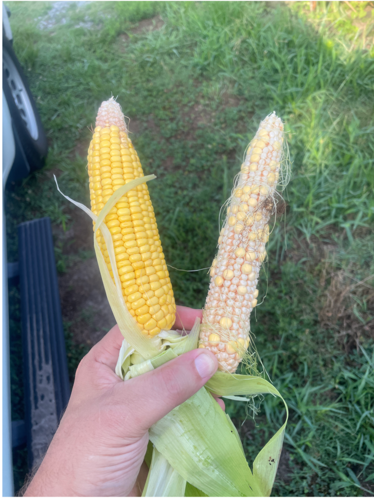 Normal corn ear on the left, failed pollination corn ear on the right.