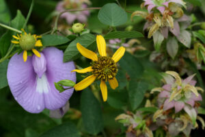 Cover photo for Register Now for September 13 Landscaping for Pollinators Workshop & Native Plant Sale!