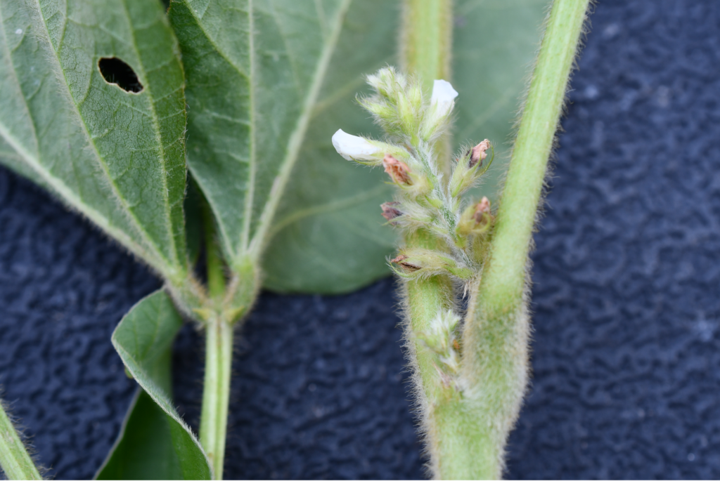 Soybean flowers beginning to set pods. Soybeans produce more flowers than even make it to pod due to pod development being adaptable to stress.