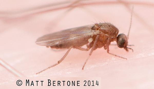 Closeup image of a flying insect on human skin.