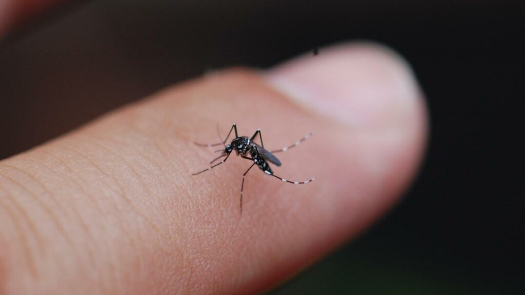 mosquito on finger