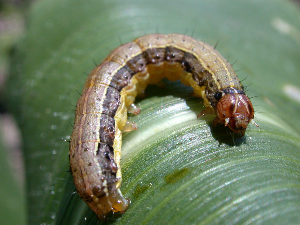 Close-up of a fall armyworm caterpillar on a green leaf, showing the insect’s detailed body structure and markings.