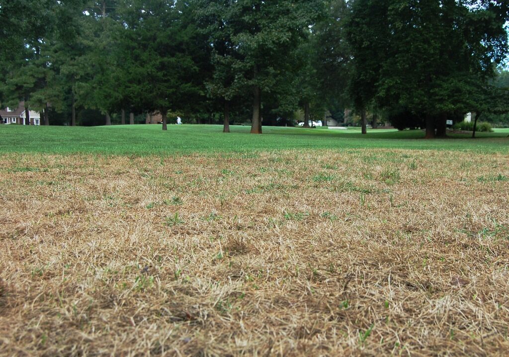 A lawn with significant browning and damage caused by fall armyworms, with healthy green grass visible in the background.