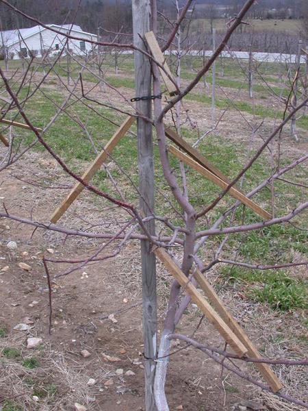 Apple tree demonstrating pruning techniques, with sticks used to support and guide the branches for proper growth.