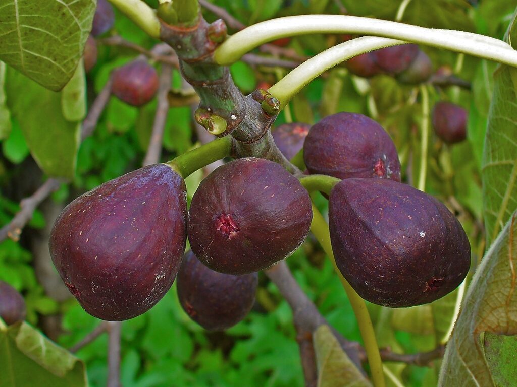 Ripe figs growing on a fig tree, highlighting their unique shape and color, indicating readiness for picking.