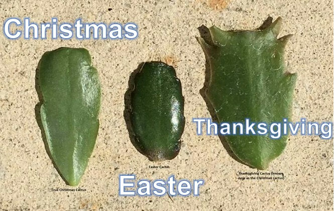 An image comparing the leaves of Christmas, Easter, and Thanksgiving holiday cacti. The left leaf is labeled “Christmas,” the middle one is labeled “Easter,” and the right one is labeled “Thanksgiving” with corresponding words on the image for easy identification.