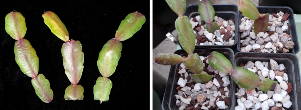 An image illustrating how to propagate a holiday cactus. On the left, three cut segments of the cactus are shown on a black background. On the right, the same segments are placed in small pots with soil to root.