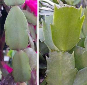 An image showing two types of holiday cactus leaves side by side—one with pointy edges (Thanksgiving cactus) and one with rounded edges (Christmas cactus) to highlight the differences.