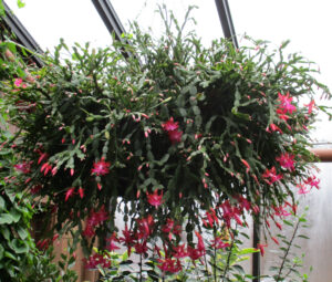 A large and vibrant holiday cactus in bloom, showcasing bright hot pink buds on its branches.