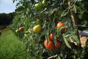 Tomatoes on the vines at Mountain Horticultural Research and Extension Center in Henderson County.