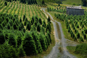 A wide view of a Christmas tree farm in Western North Carolina, with rows of neatly spaced evergreen trees and a backdrop of rolling hills and blue skies.