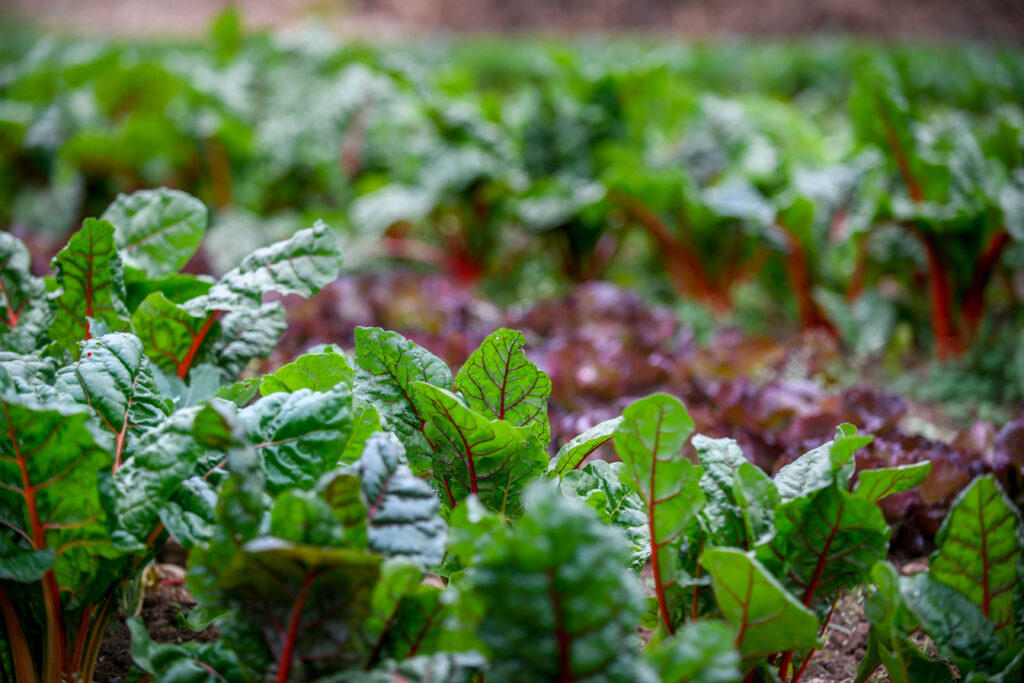 Well-fed garden with small plants growing in rich brown soil.