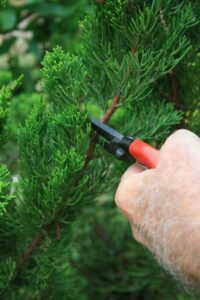 Hand using sheers to prune a tree limb during winter dormancy.