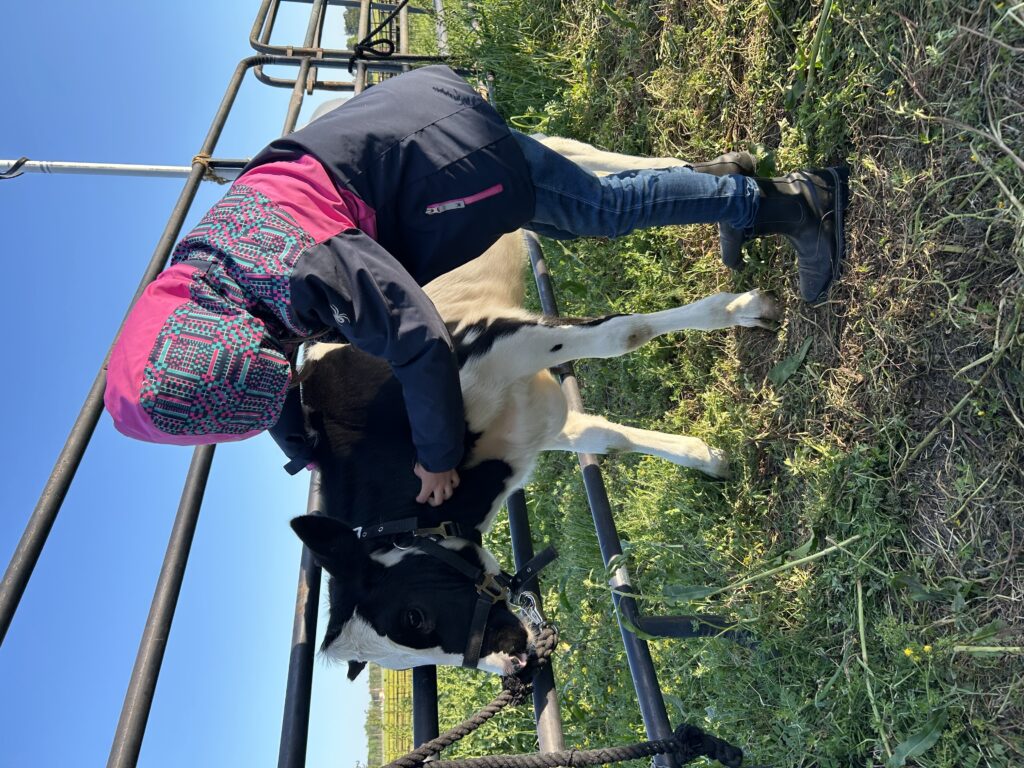 Youth learning to put a halter on a dairy calf tied to a fence.