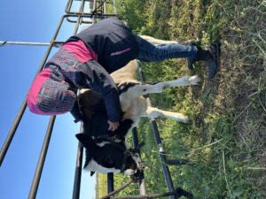 Youth learning to put a halter on a dairy calf tied to a fence.