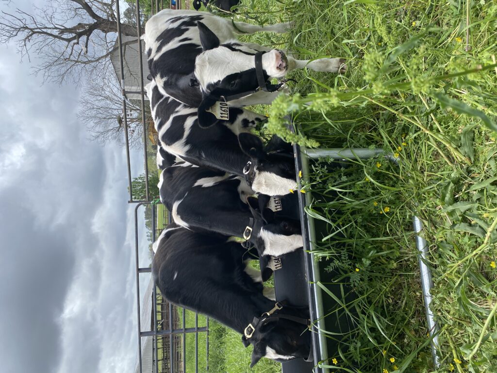 Four young spotted diary calves eating from a trough.