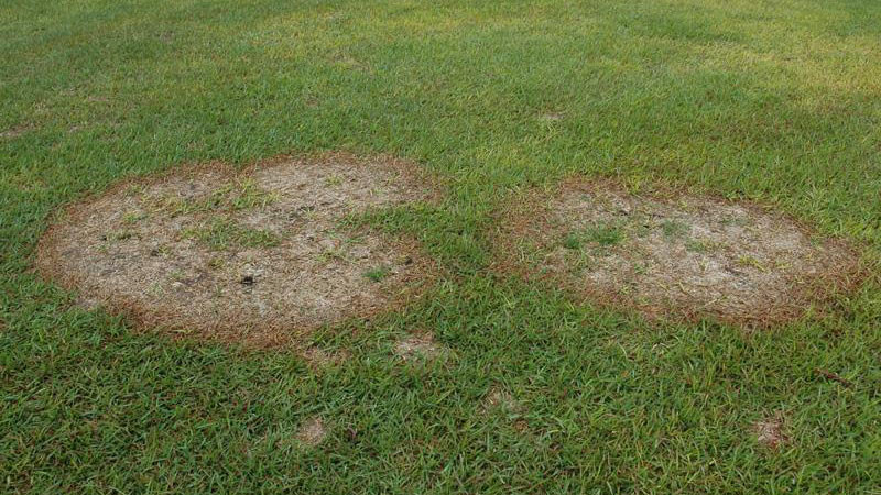 Lawn with two circular patches of brown, dead grass indicating large patch disease infection.