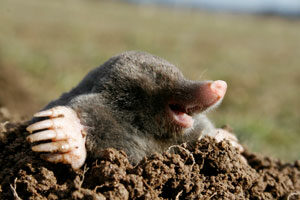 Mole emerging from a mound of loose soil in a residential yard.