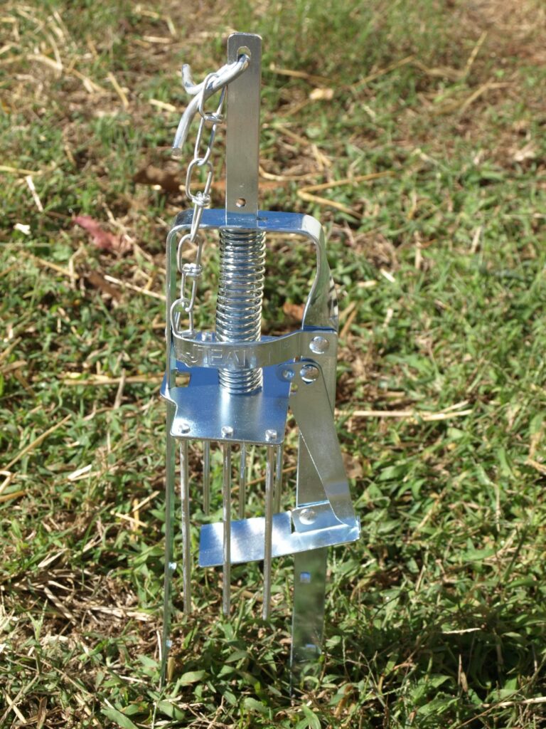 Close-up of a metal mole trap placed in grassy soil.