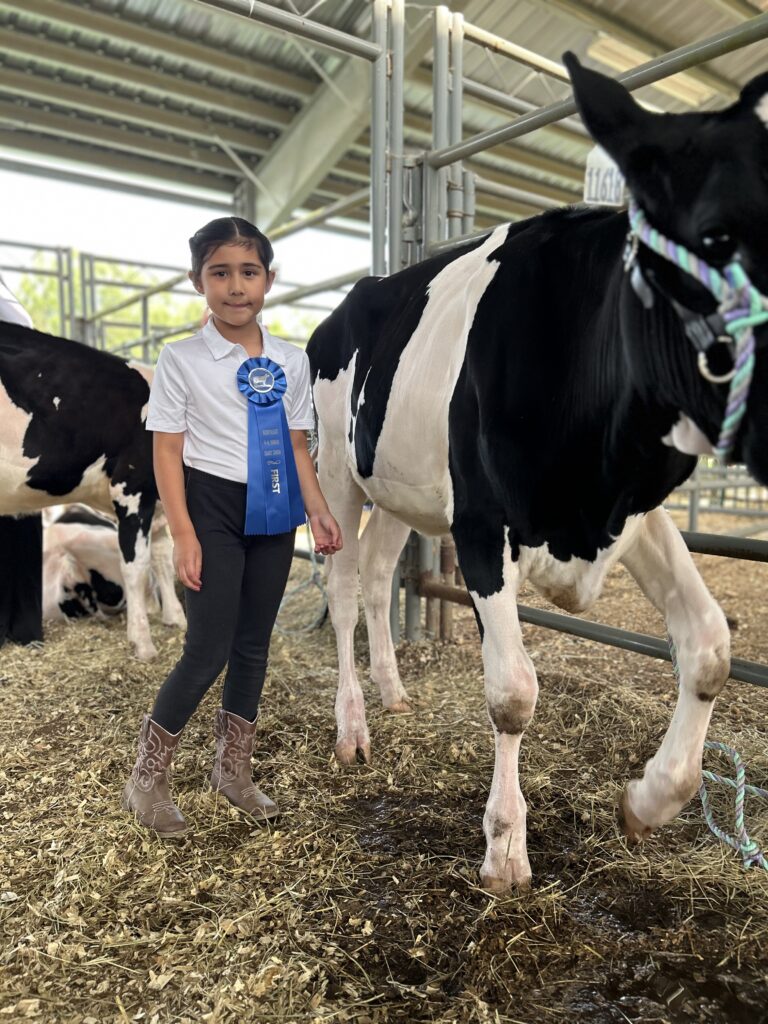 Victoria Vargas proudly standing with her dairy calf and first place ribbon
