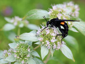 Clubbed mydas fly on mountain mint.
