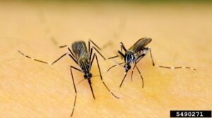 Two mosquitoes feeding on human skin, showing close-up detail of their long proboscises during blood feeding.