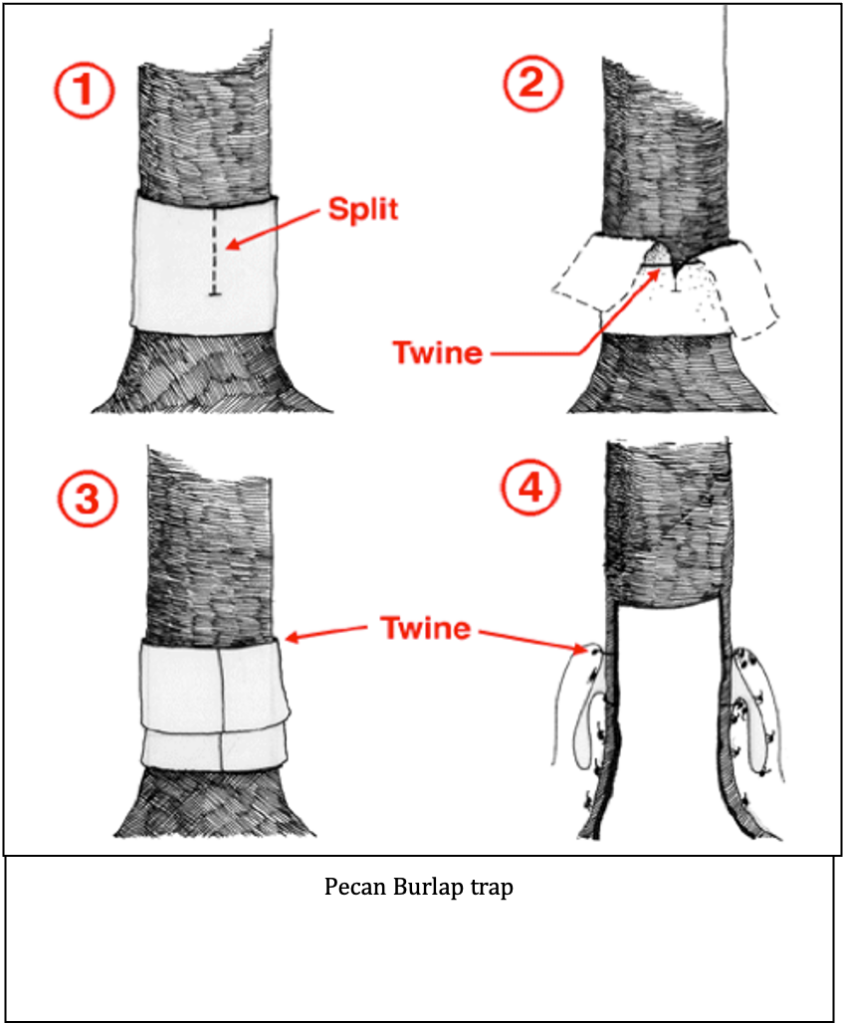 Diagram of a pecan burlap trap showing four steps to set it up, including splitting the burlap, securing with twine, and folding, with arrows and step numbers.