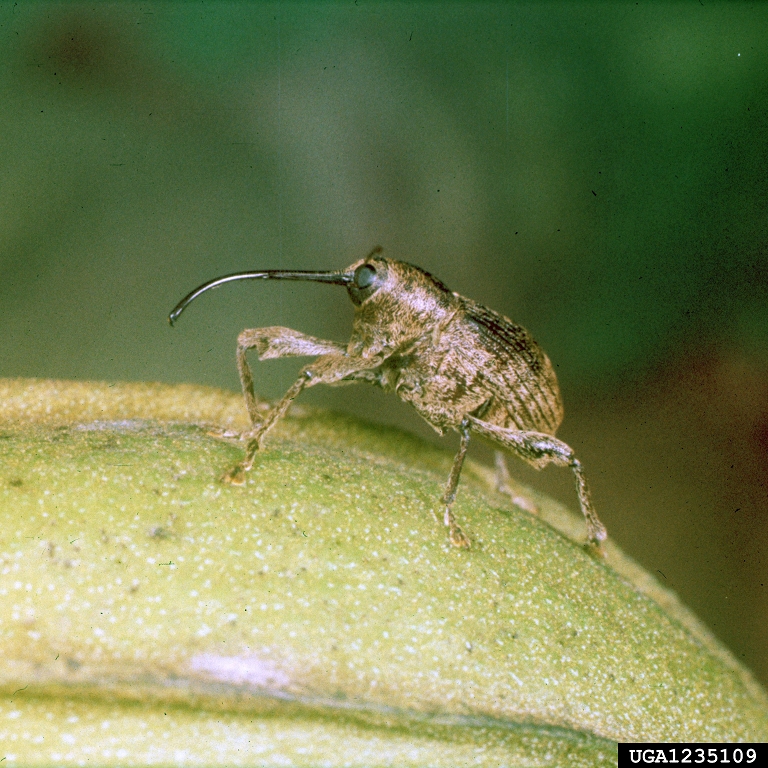 Close-up side profile of an adult pecan weevil on a green pecan, showing its long snout and reddish-brown body.