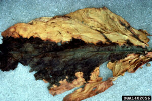 rotted tobacco leaf