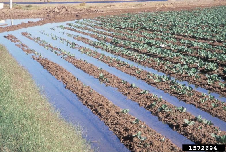 Rows of field crops partially submerged in floodwater, with standing water pooling between the planted rows.
